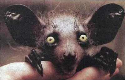 Comment s'appelle ce primate arboricole et insectivore de Madagascar,  grands yeux, et de moeurs nocturnes ?