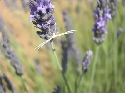 L'alucite, insecte ravageur, est aussi appel '______ des bls'.