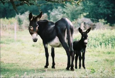 La femelle de l'ne est :