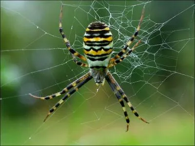 Quel est le nom de cette araigne, que l'on trouve sur pratiquement tous les continents, et qui est aussi appele 'araigne noire et jaune des jardins' en Amrique du Nord ?