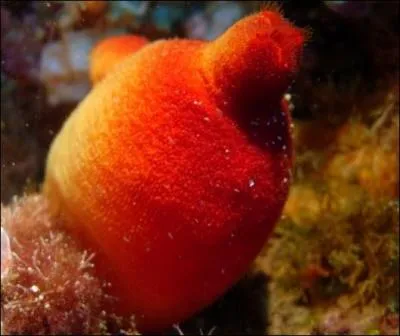 Les ascidies, en forme d'outres, sont des animaux :