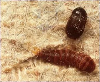 L'attagne est un petit coloptre dont les larves brunes s'attaquent tout particulirement aux tissus et aux lainages, si bien qu'il est aussi appel 'attagne des _____'.