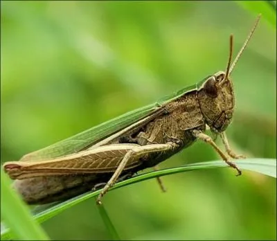 Comment s'appelle la famille des criquets et des locustes ?