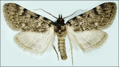 Quel est le nom de ce papillon, dont la chenille, appele  tort 'teigne de la graisse', se nourrit de dbris vgtaux ?