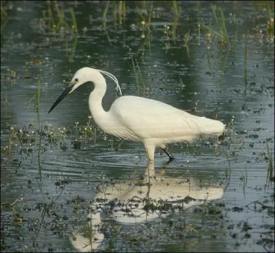 L'aigrette est un :