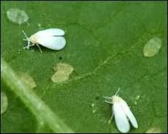 Quel est l'autre nom de l'aleurode, puceron blanchtre dont diverses espces attaquent le chou, le chne... ?