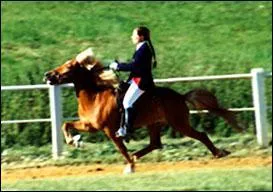 De nos jours, dans les preuves de dressage questre, l'amble est considre :