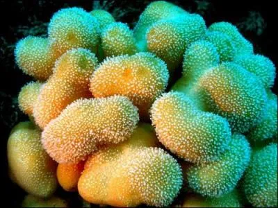 Dans la mythologie grecque, c'tait un oiseau fabuleux ; aujourd'hui, c'est le nom d'une espce d'octocorailliaire, sorte de fleur-animal. Quel est ce nom ?