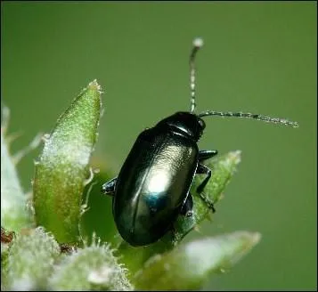 Quel est le nom de cet insecte sauteur aux couleurs mtalliques ?