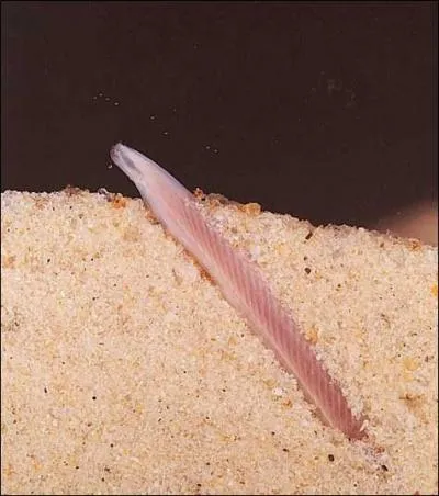 Quelle est la particularit des amphioxus ?