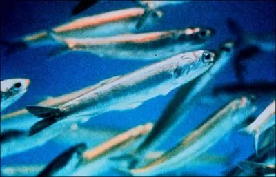 Quel est le nom de ce poisson fin, trs consomm, que l'on conserve souvent dans l'huile ?