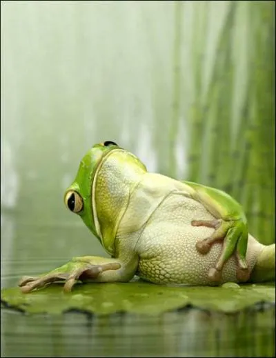 Les amphibiens anoures sont dpourvus :