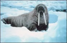 Sur la photo quel est cet animal ?