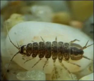 L'aselle est un petit crustac d'eau douce, voisin du :