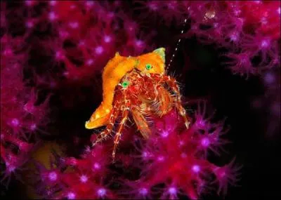 Les pagures, crustacs marcheurs  l'abdomen repli sous le thorax, appartiennent  la famille des :