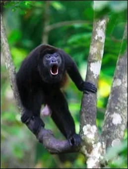 L'alouate est l'autre nom du singe :