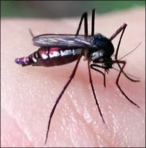 Quelle est la particularit des moustiques anophles ?