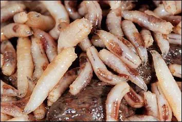 L'asticot est la larve de :