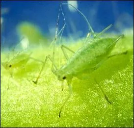 Quel est le seul nom parmi les suivants qui ne dsigne pas un puceron ?