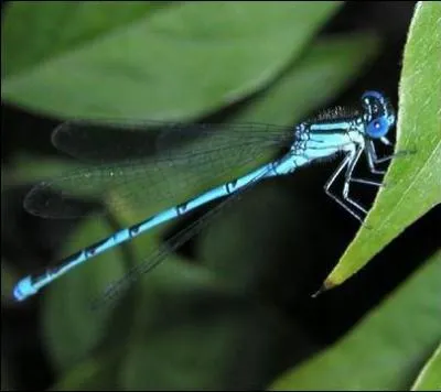 Quel est l'autre nom de l'agrion ?