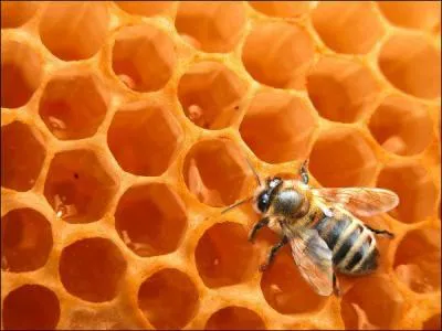 Dans la ruche d'abeilles, qui est strile ?