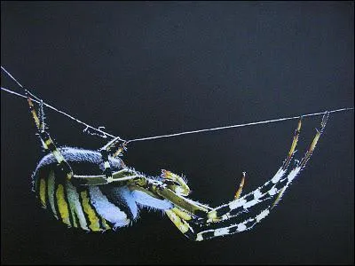 Laquelle de ces propositions n'est pas un attribut des aranides ?