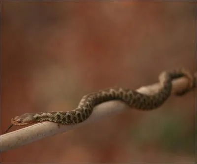 Quel est le vrai nom de la vipre des sables ?