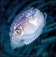 Ce mollusque porte le mme nom que les membres de l'quipage qui accompagnrent Jason chercher la toison d'or dans la mythologie grecque. C'est un :