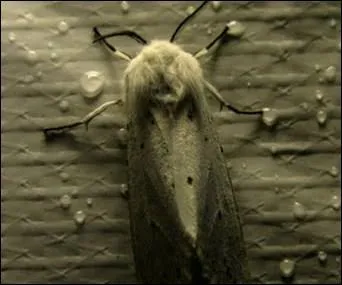 Quel est le nom de ce papillon nocturne  ailes bruntres ?