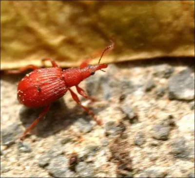 Quel est le nom de cet insecte ?