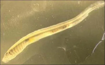 Quel nom rigolo porte aussi l'ammocte, la larve de la lamproie ?