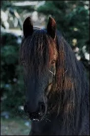 Quelle est cette race ?