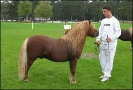 Quelle est cette race ? :