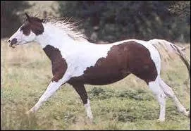 Quelle est cette race ? :