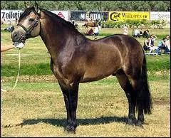 Quelle est cette race ? :