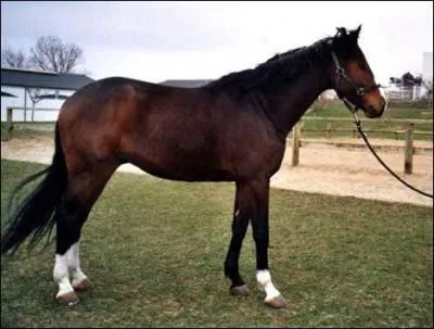 Quelle est cette race ? :