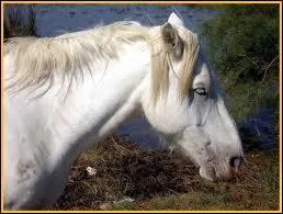 Quelle est cette race ?