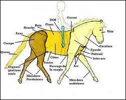 Quels sont les trois parties principales du cheval ? (dans l'ordre)