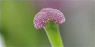 Comment appelle-t-on la partie de la fleur qui grossit et se transforme en fruit ?