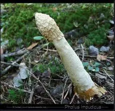 Quel est ce champignon ?