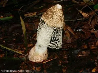 Comment se nomme ce champignon ?