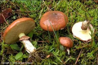 Comment se nomme ce champignon ?