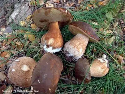 Comment s'appelle le cpe bronz ?