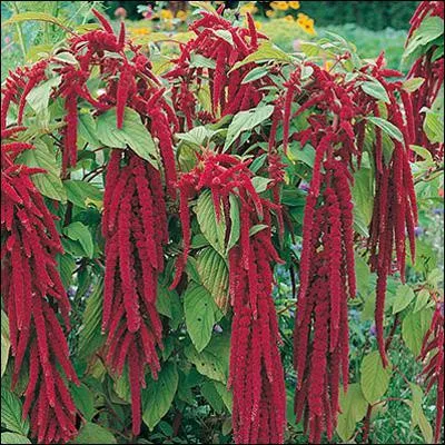 Comment se nomme l'amarante ?