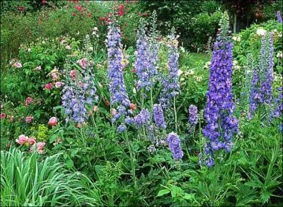 Comment s'appelle le Delphinium ?