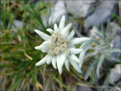 Comment se nomme l'Edelweiss ?