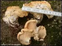 Quel est ce champignon ?