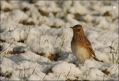 Le mont des Alouettes doit son nom ... .