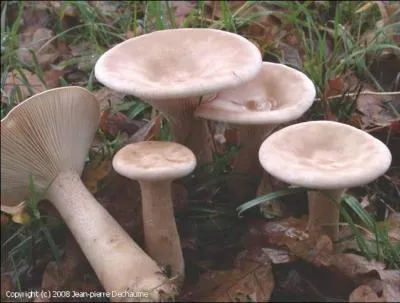 Quel est le nom de ce clitocybe ?
