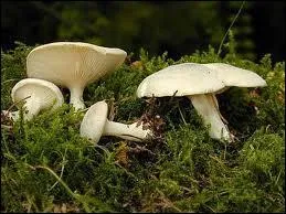 Quel est ce champignon ?